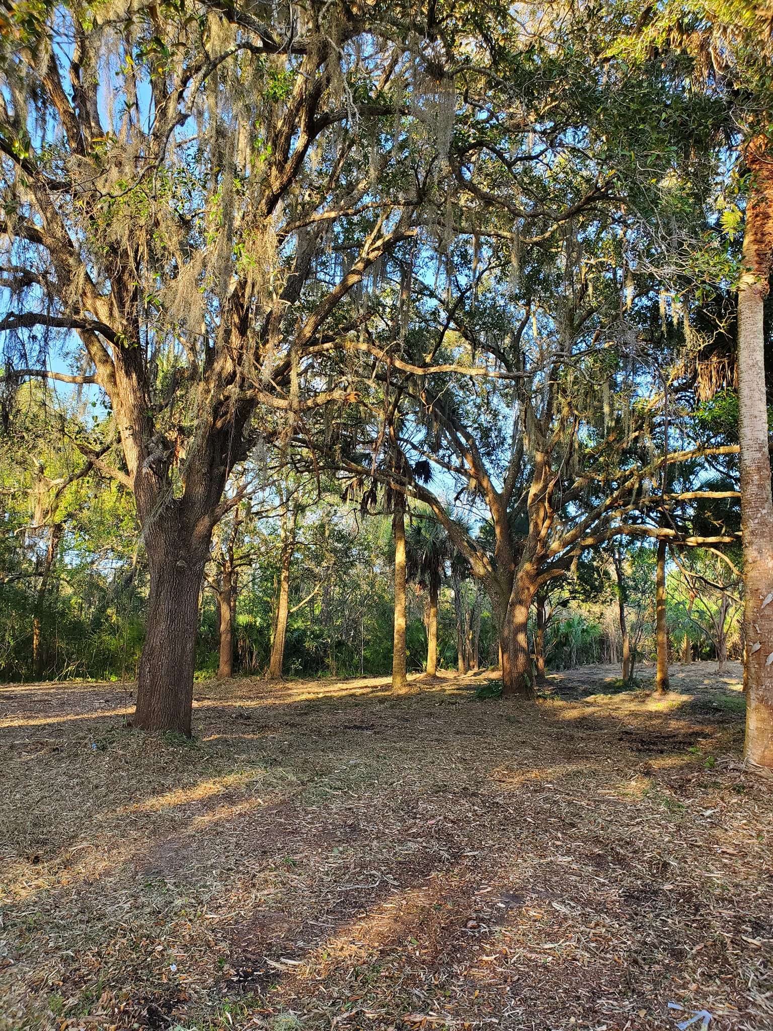 Mulching Lots for New Homes in Mims FL