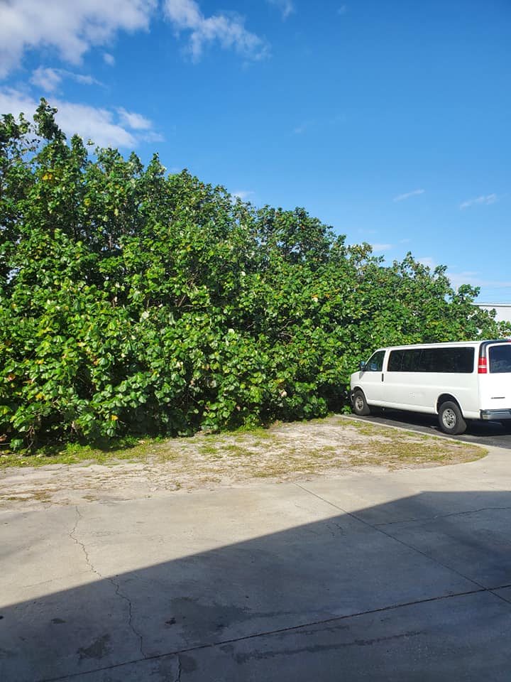 Commercial Mulching Merritt Island Devine Land Mangement